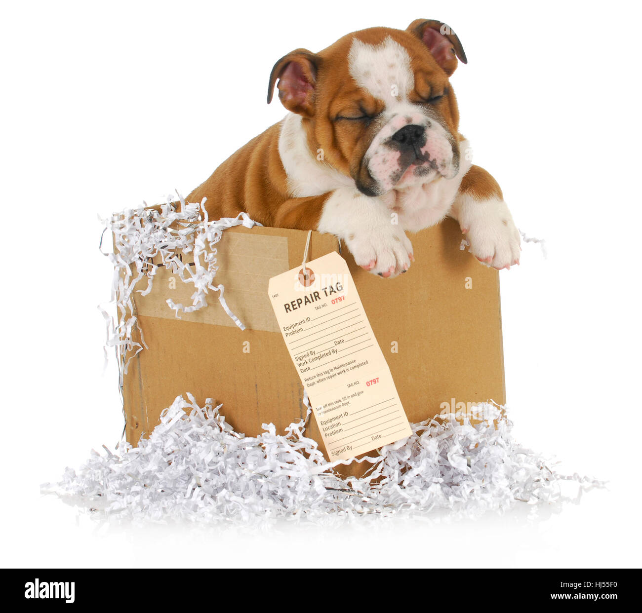 Modèle, design, projet, concept, plan, projet, animal, animal, Bull, look, Banque D'Images