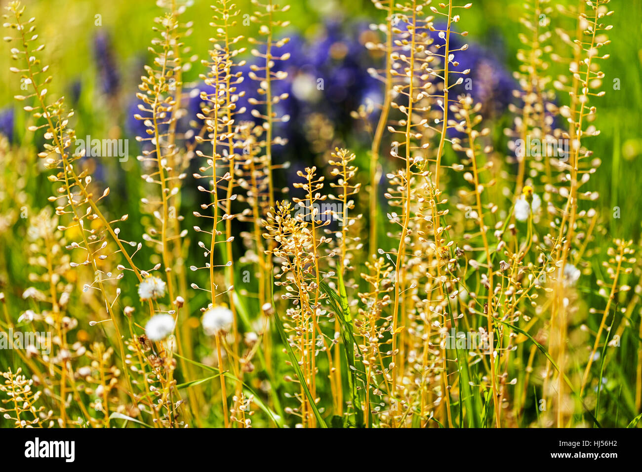 Sortes de fleurs dans la prairie, note faible profondeur de champ Banque D'Images