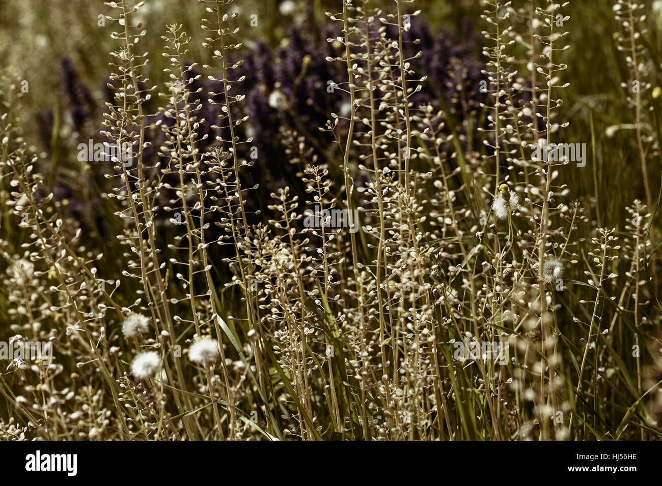 Sortes de fleurs dans la prairie, note faible profondeur de champ Banque D'Images