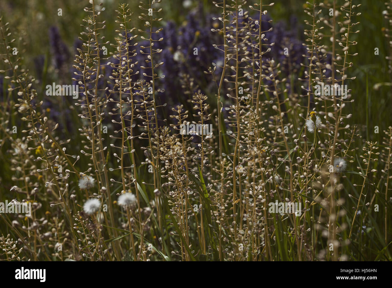 Sortes de fleurs dans la prairie, note faible profondeur de champ Banque D'Images