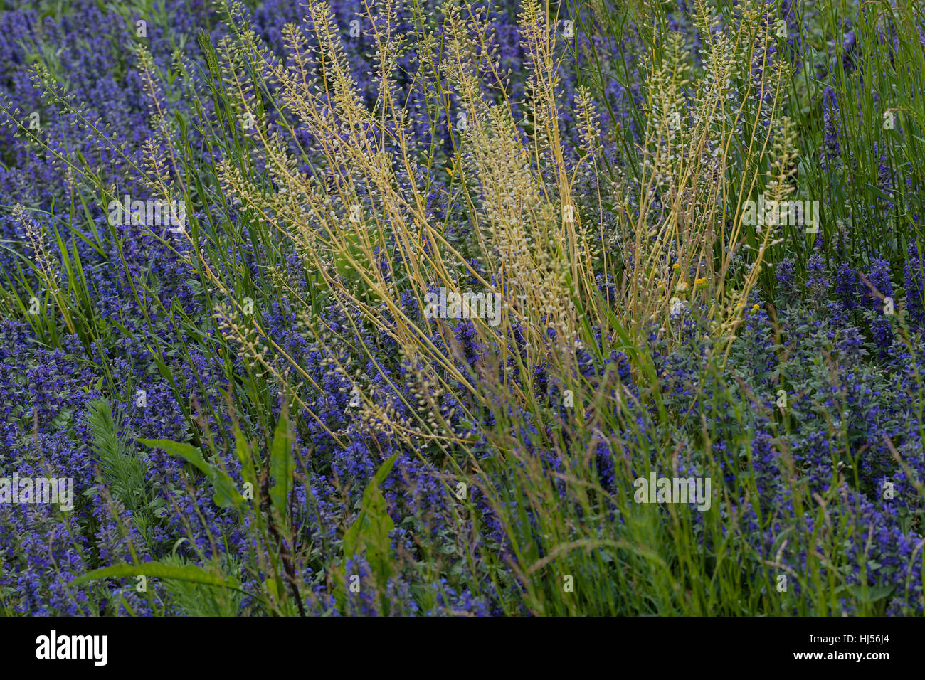 Sortes de fleurs dans la prairie, note faible profondeur de champ Banque D'Images