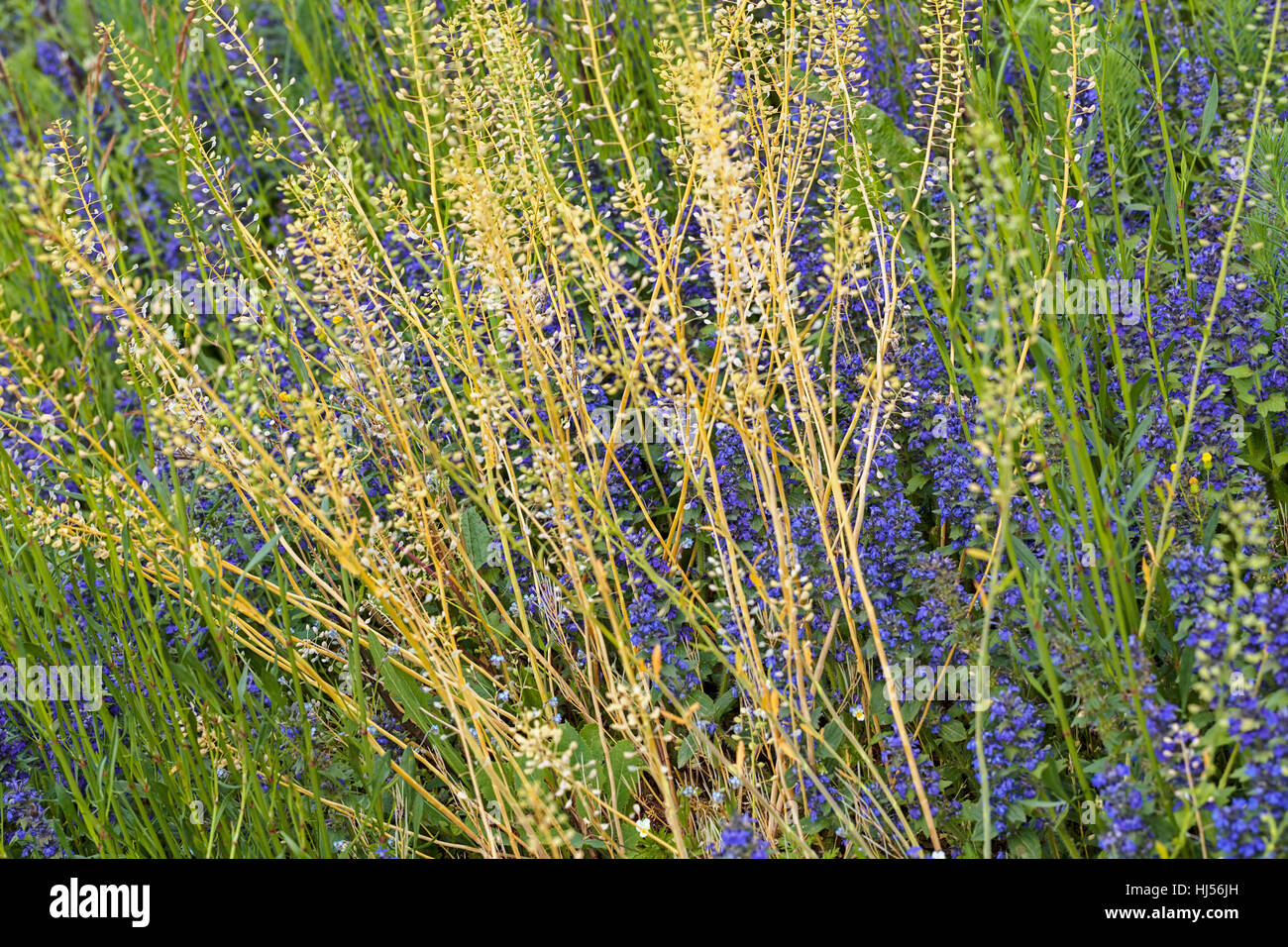 Sortes de fleurs dans la prairie, note faible profondeur de champ Banque D'Images