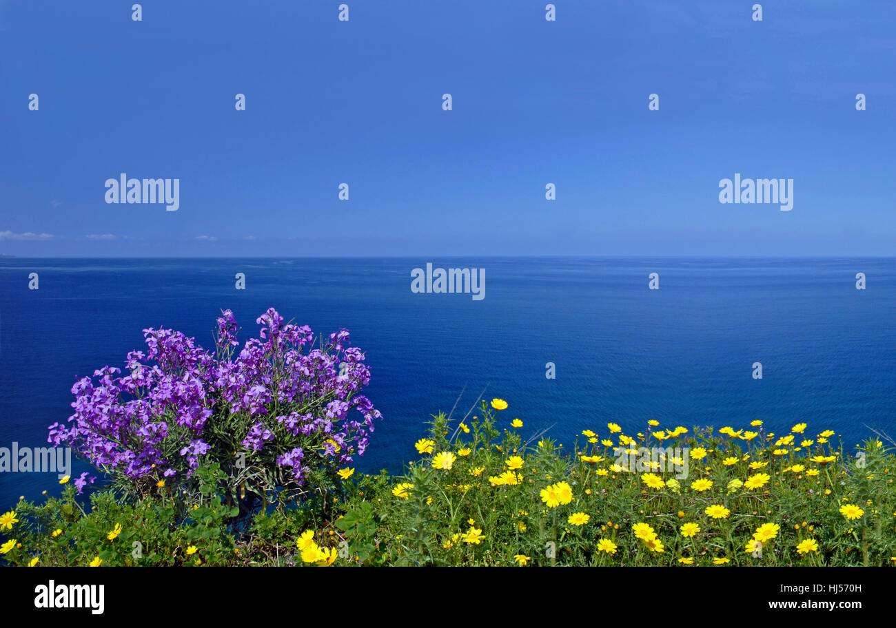 Fleur, fleurs, plantes, îles, ciel, ciel, l'eau salée, la mer, l'océan, l'eau, Banque D'Images