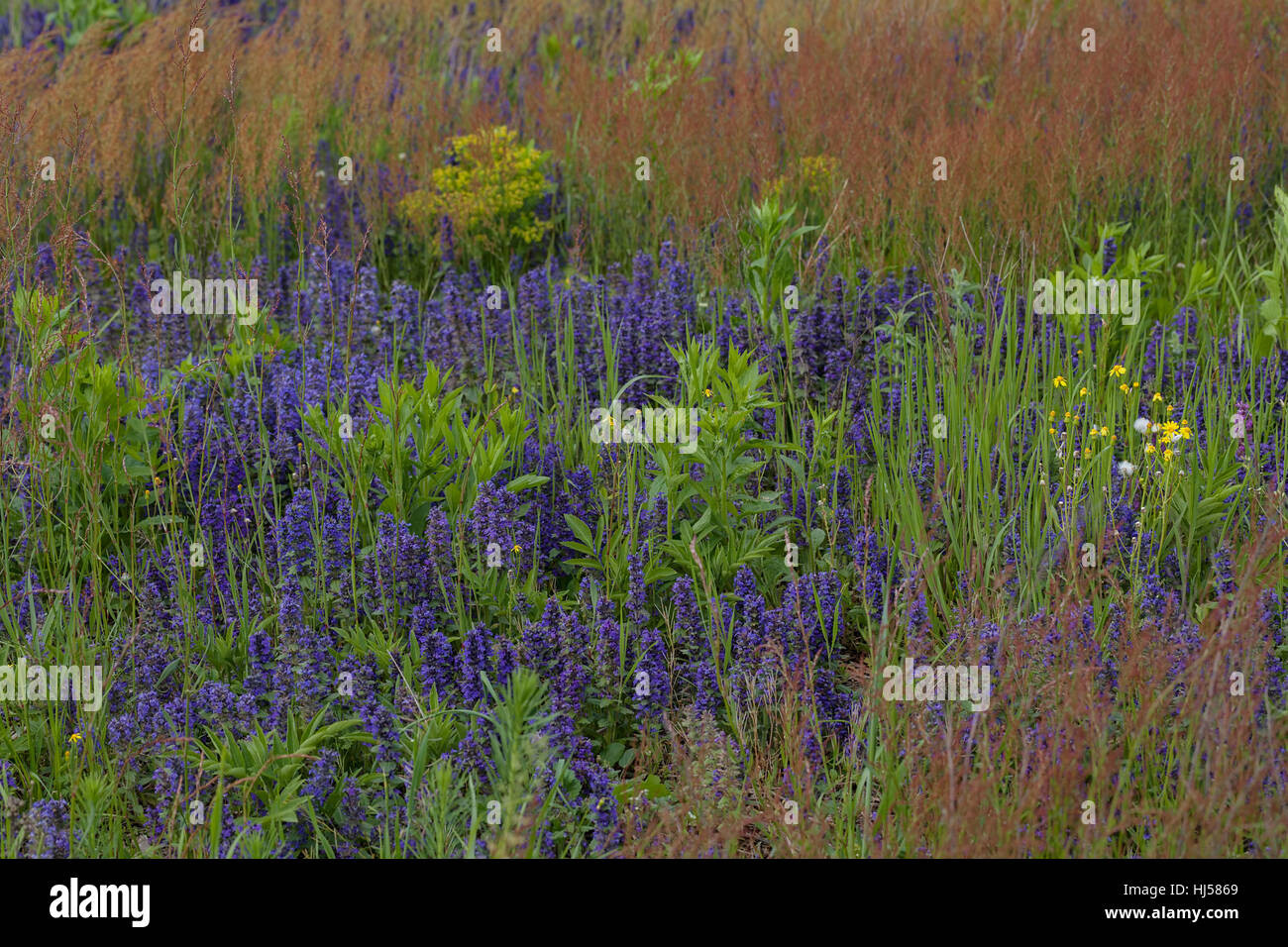 Sortes de fleurs dans la prairie, note faible profondeur de champ Banque D'Images