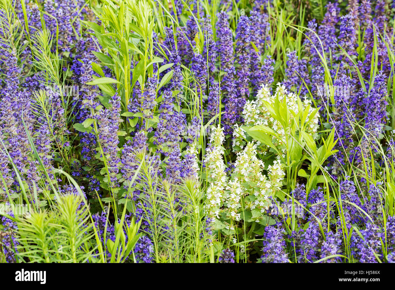 Sortes de fleurs dans la prairie, note faible profondeur de champ Banque D'Images