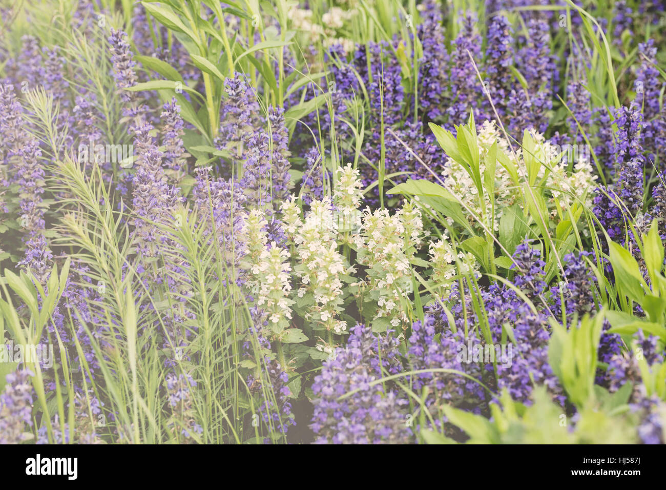 Sortes de fleurs dans la prairie, note faible profondeur de champ Banque D'Images