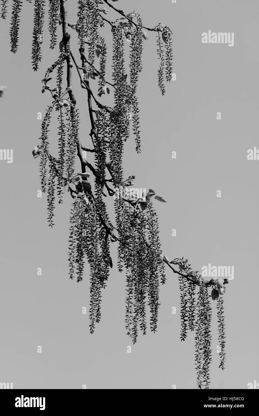 Les fruits de l'arbre vert sur un fond bleu, note faible profondeur de champ Banque D'Images Les fruits de l'arbre vert sur un fond bleu, note faible profondeur de champ Banque D'Images