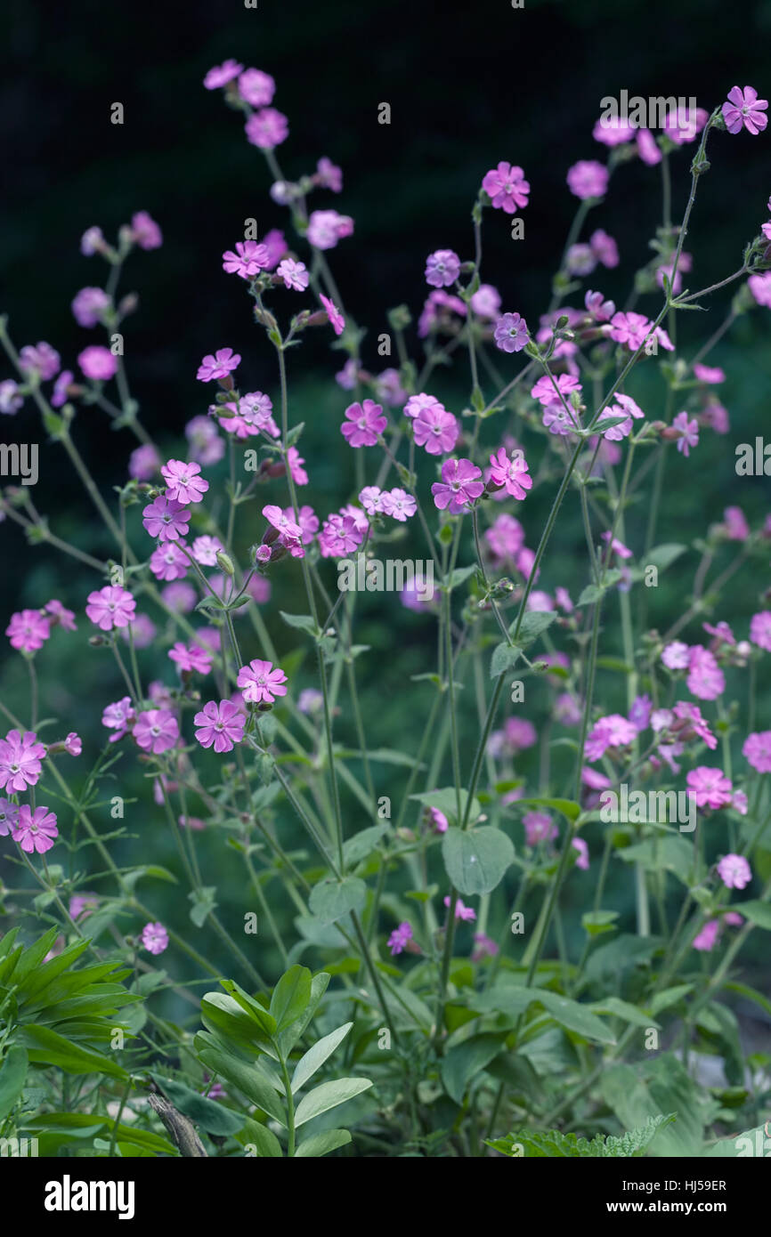 Types de fleurs rose sauvage dans le pré, remarque profondeur de champ Banque D'Images