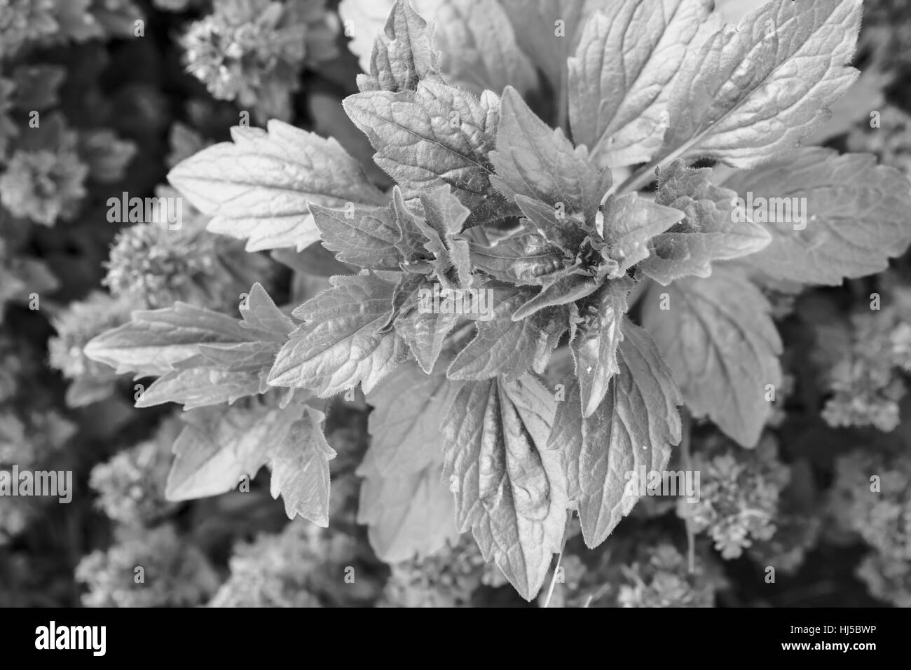 Feuilles vertes à fleurs bleu avec en arrière-plan, note faible profondeur de champ Banque D'Images Feuilles vertes à fleurs bleu avec en arrière-plan, note faible profondeur de champ Banque D'Images