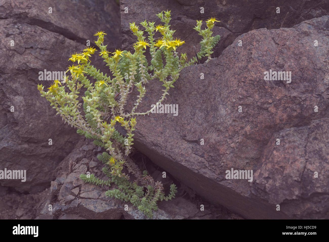 Fleurs jaune du mur, note faible profondeur de champ Banque D'Images