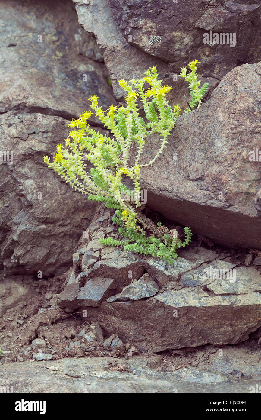Fleurs jaune du mur, note faible profondeur de champ Banque D'Images