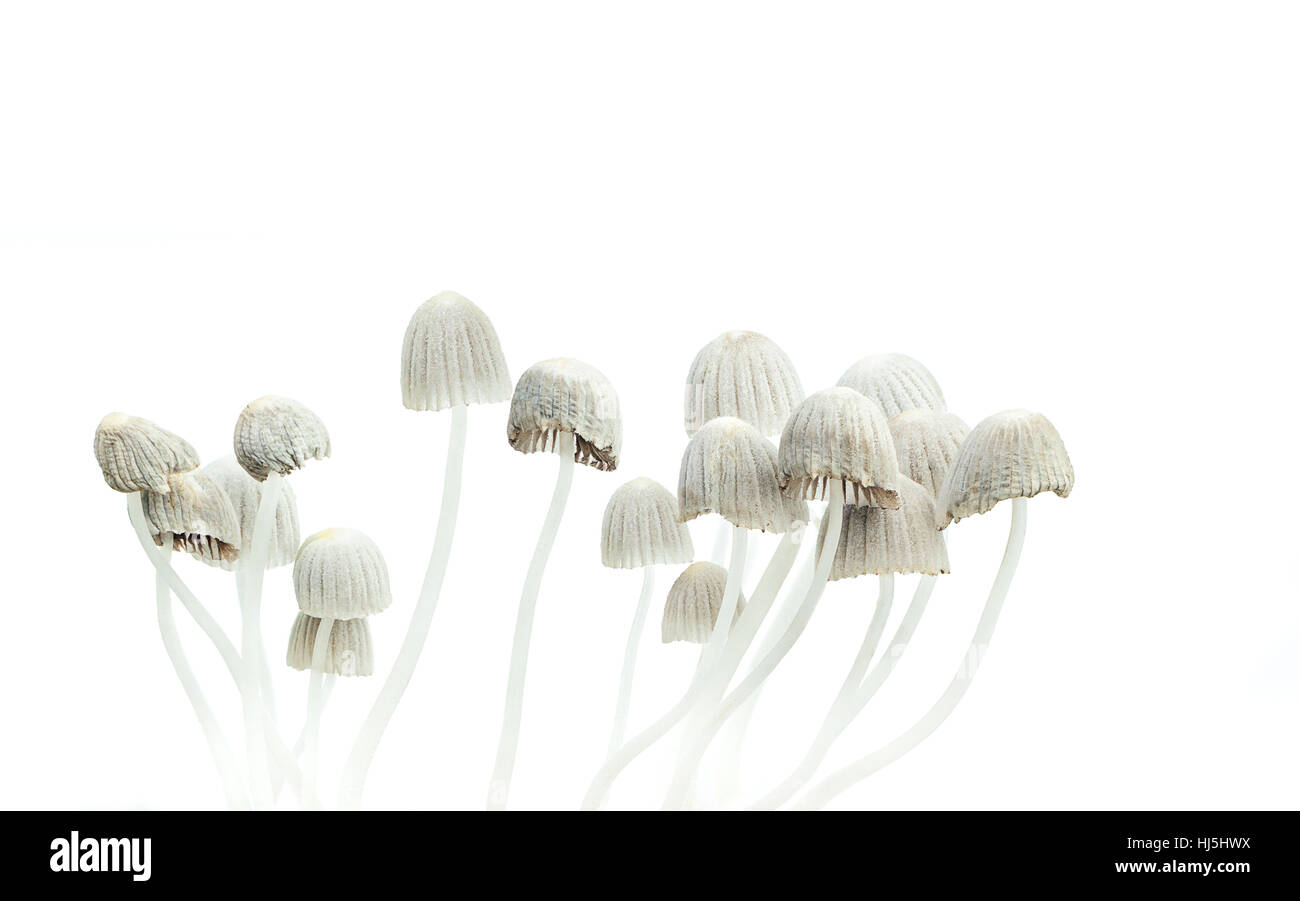 Les champignons hallucinogènes, Psilocybe mexicana champignons psychédélique Banque D'Images