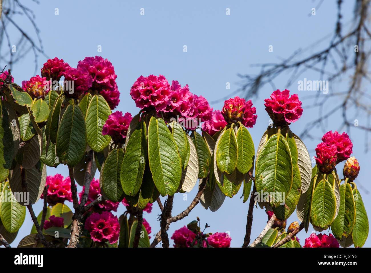 Rhododendron rouge sauvage à Pele La (2953m), au Bhoutan. Banque D'Images