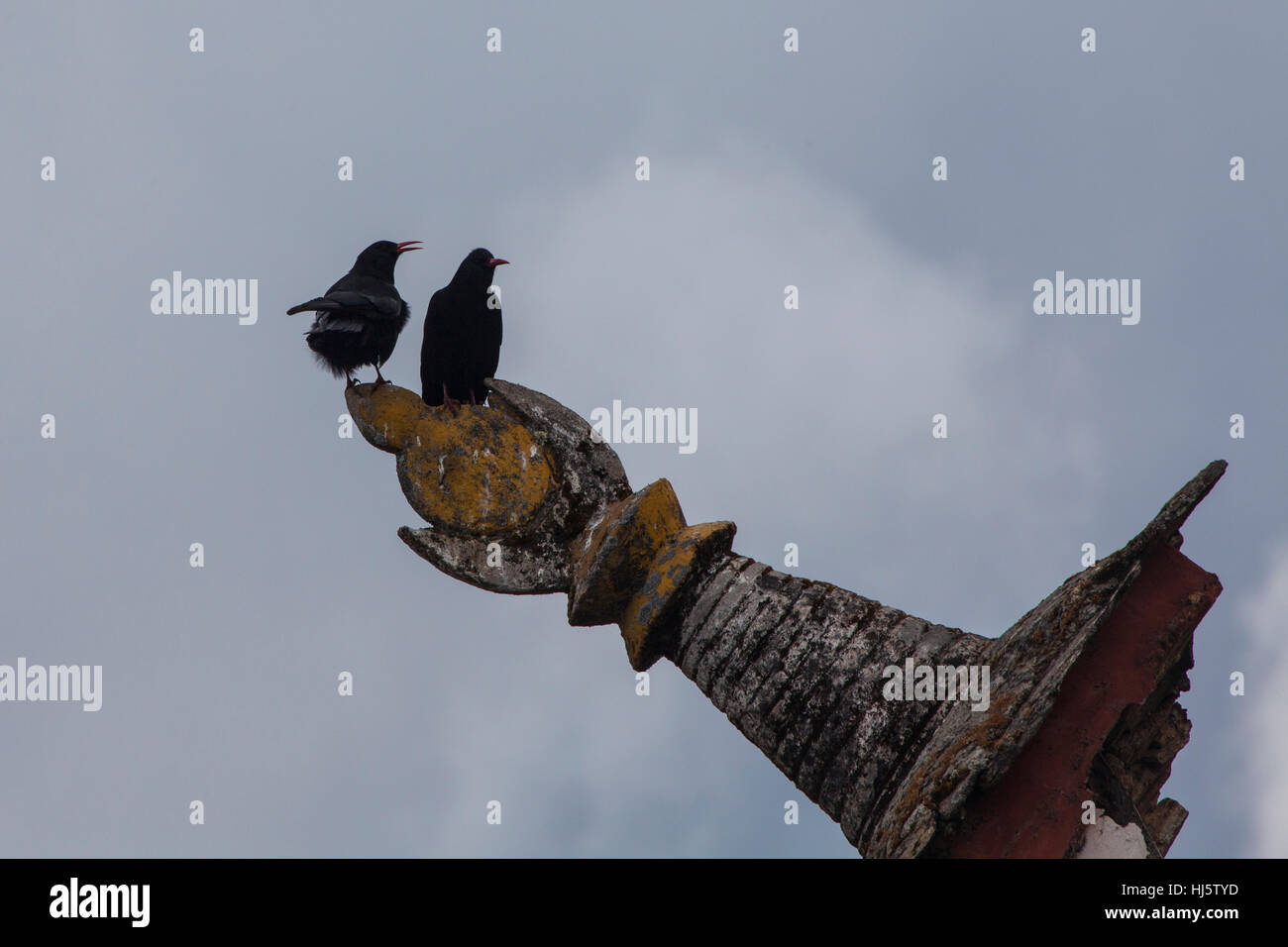 Choughs à bec rouge (Pyrrhocorax pyrrhocorax) sur les brisures de chorten spire au Bhoutan. Banque D'Images