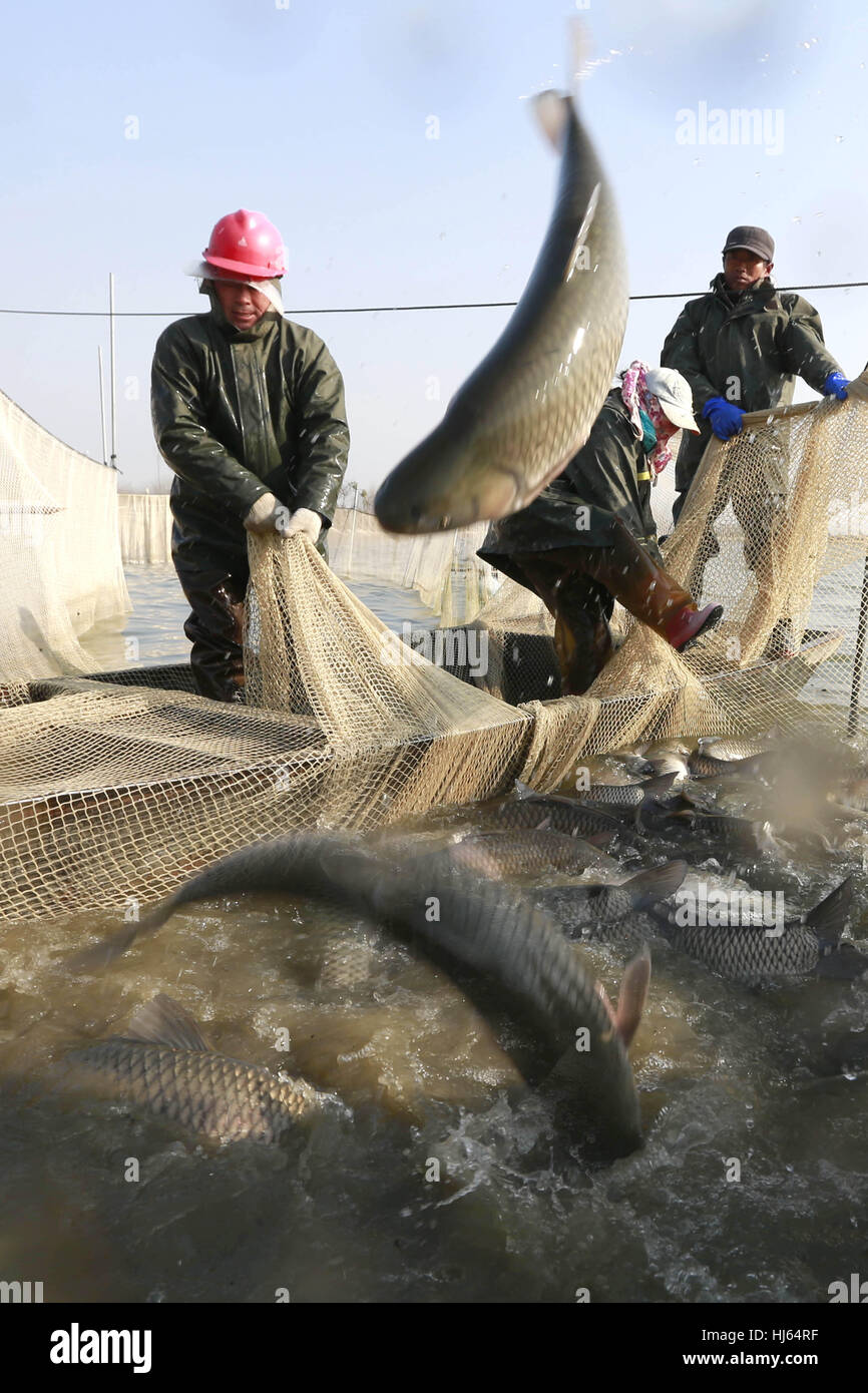 Xuyi, Province de Jiangsu. 26 janvier, 2017. Eleveurs attraper du poisson pour le marché d'alimentation avant la fête du printemps à Heqiao Canton de Xuyi County, Province de Jiangsu Chine orientale, le 26 janvier 2017. La fête du printemps, ou le Nouvel An Chinois, tombe le 28 janvier cette année. Credit : Zhou Haijun/Xinhua/Alamy Live News Banque D'Images