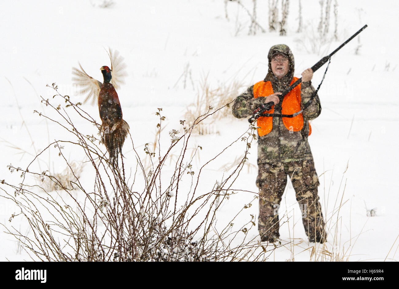 Spokane, WA, USA. 26Th Dec 2016. Conklin et kit de Keith hunt chasse faisan Conklin près de Spokane, dans le duo père et fils avaient de bons succès dans la neige le long de la Palouse paysage. Ils chassaient sur les chiens d'oiseaux à l'aide de la pompe et Browning semi-automatique fusils remington et portaient des vêtements de chasse Première Lite. Credit : Jed Conklin/ZUMA/Alamy Fil Live News Banque D'Images