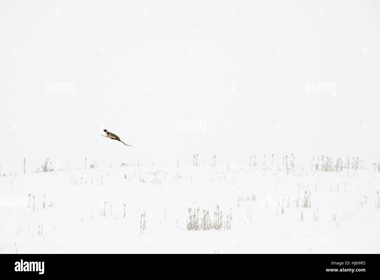 Spokane, WA, USA. 26Th Dec 2016. Conklin et kit de Keith hunt chasse faisan Conklin près de Spokane, dans le duo père et fils avaient de bons succès dans la neige le long de la Palouse paysage. Ils chassaient sur les chiens d'oiseaux à l'aide de la pompe et Browning semi-automatique fusils remington et portaient des vêtements de chasse Première Lite. Credit : Jed Conklin/ZUMA/Alamy Fil Live News Banque D'Images