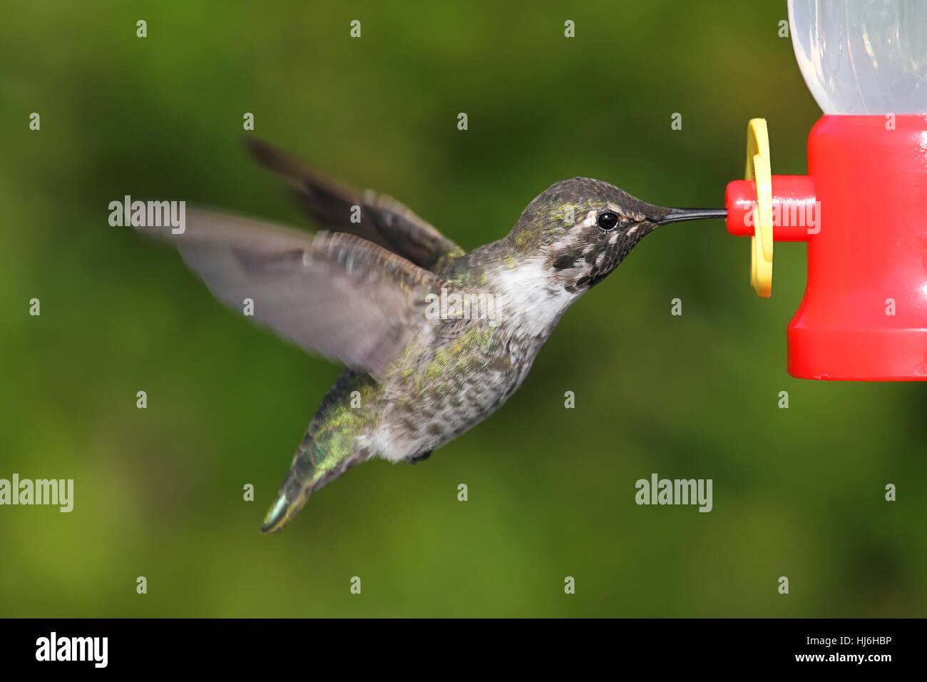 Des mammifères, des oiseaux, faune, sauvage, les oiseaux, aile, des plumes, de la faune, Hummingbird, Banque D'Images