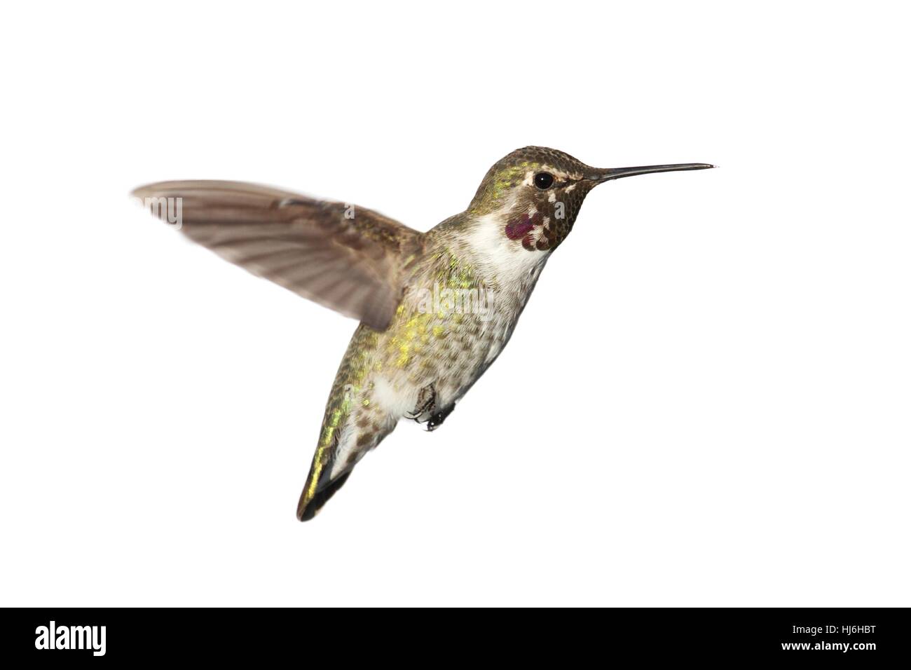 Isolées, sauvages, oiseaux, animaux, homme, masculin, d'oiseaux, de l'escadre, de plumes, de la faune, Banque D'Images