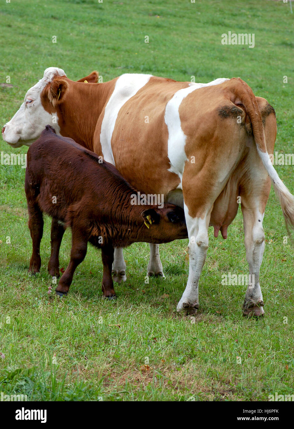 race bovine simmental française