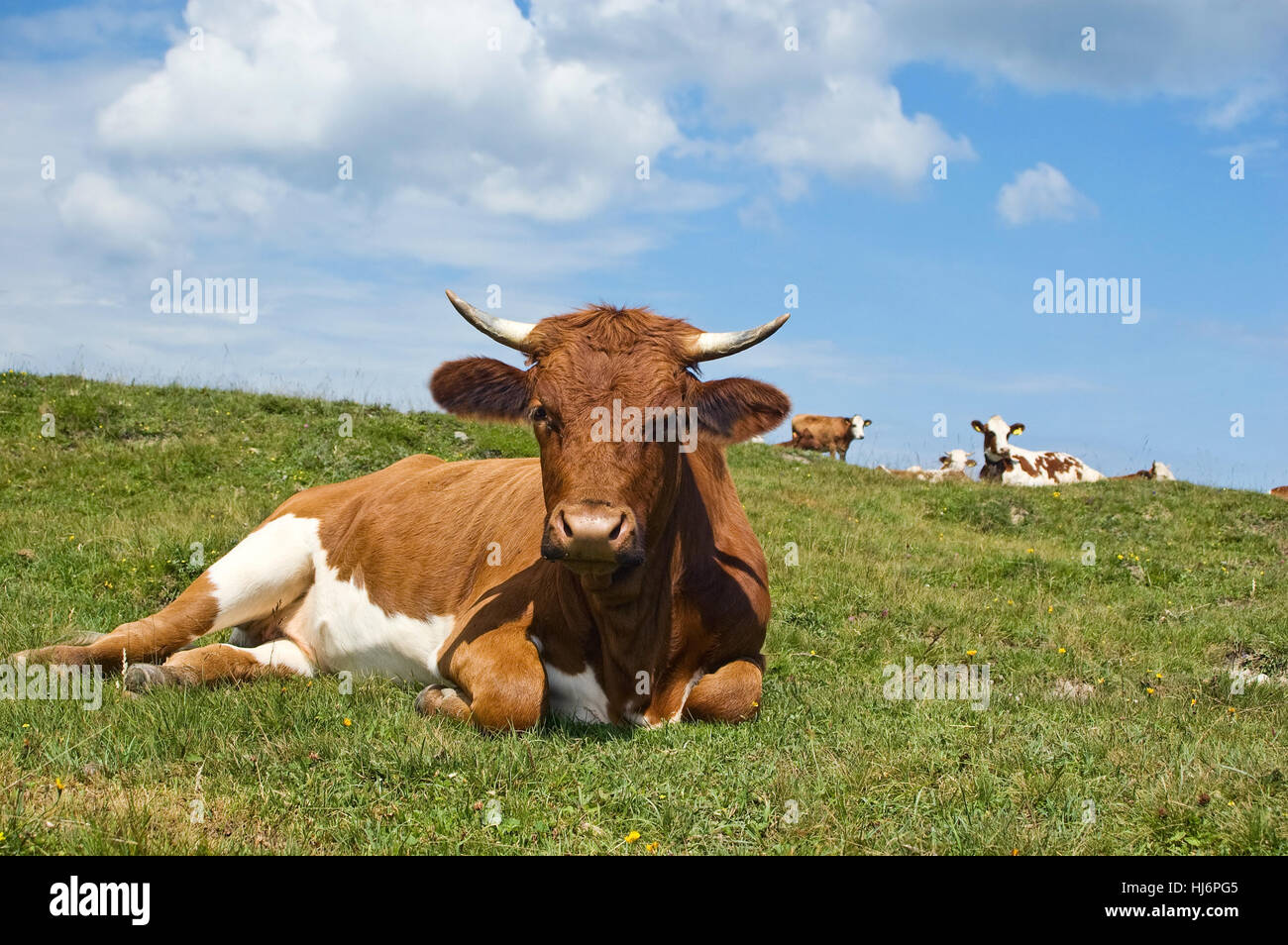 Bleu, beau, beauteously, Nice, l'environnement, l'environnement, animal, brown, Banque D'Images