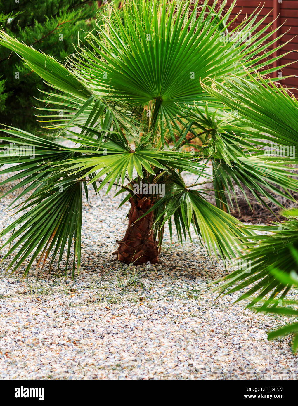 Un petit palmier dans le jardin Banque D'Images