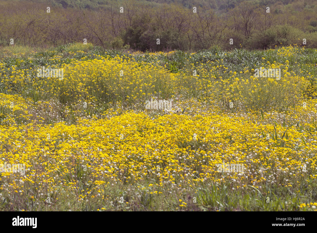 Sortes de fleurs dans la prairie, note faible profondeur de champ Banque D'Images