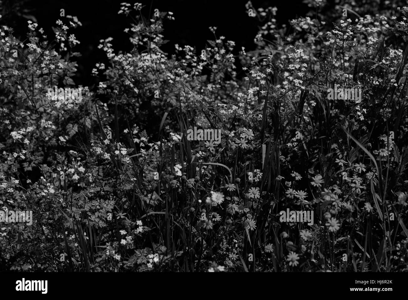 Sortes de fleurs dans la prairie, note faible profondeur de champ Banque D'Images