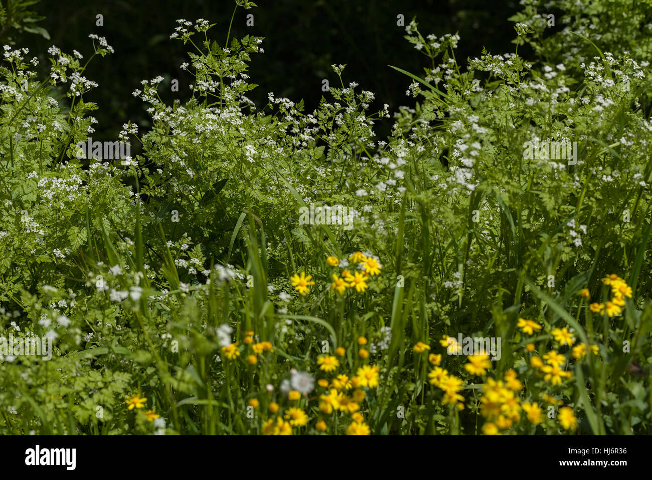 Sortes de fleurs dans la prairie, note faible profondeur de champ Banque D'Images