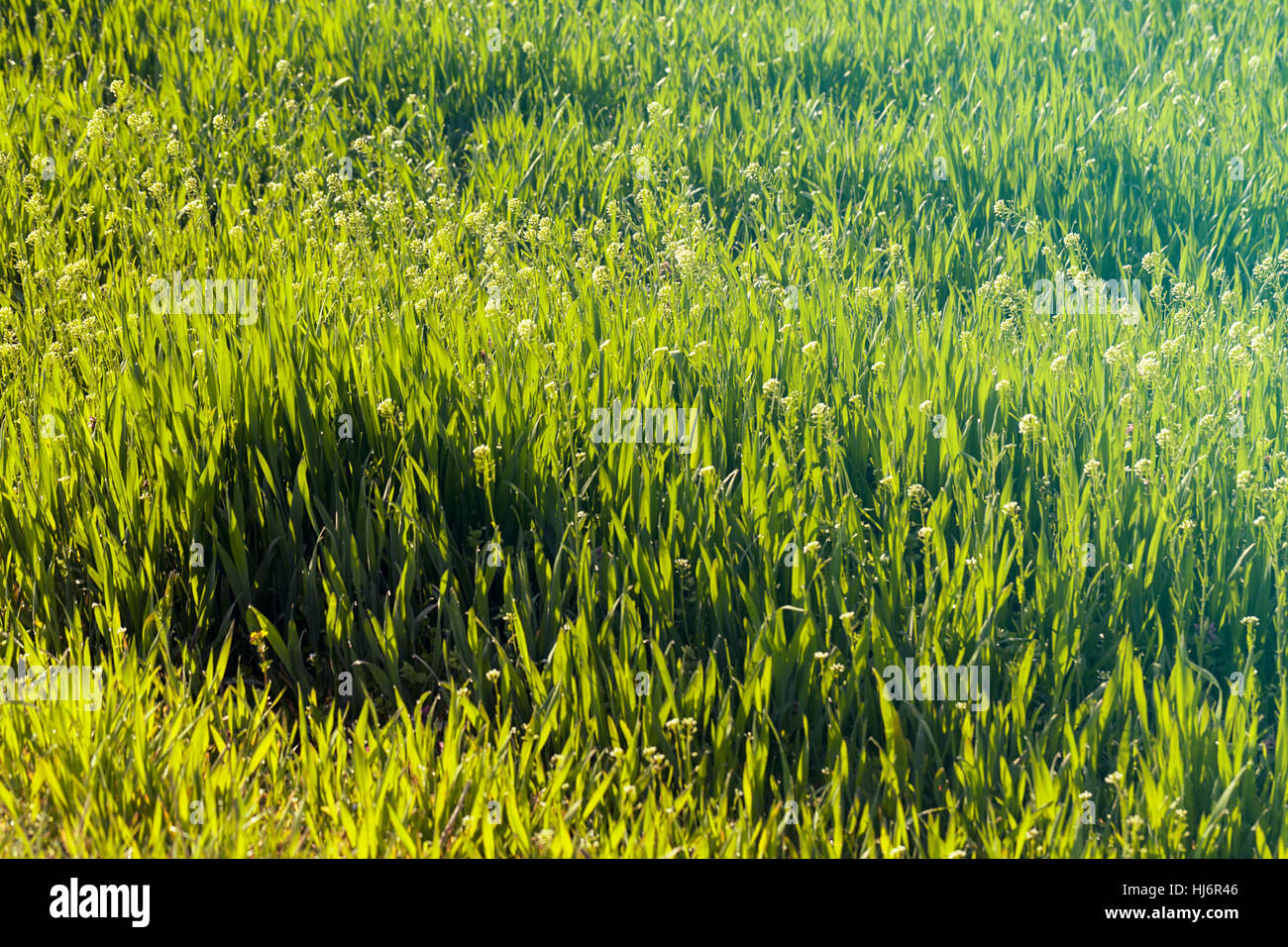 Sortes de fleurs dans la prairie, note faible profondeur de champ Banque D'Images