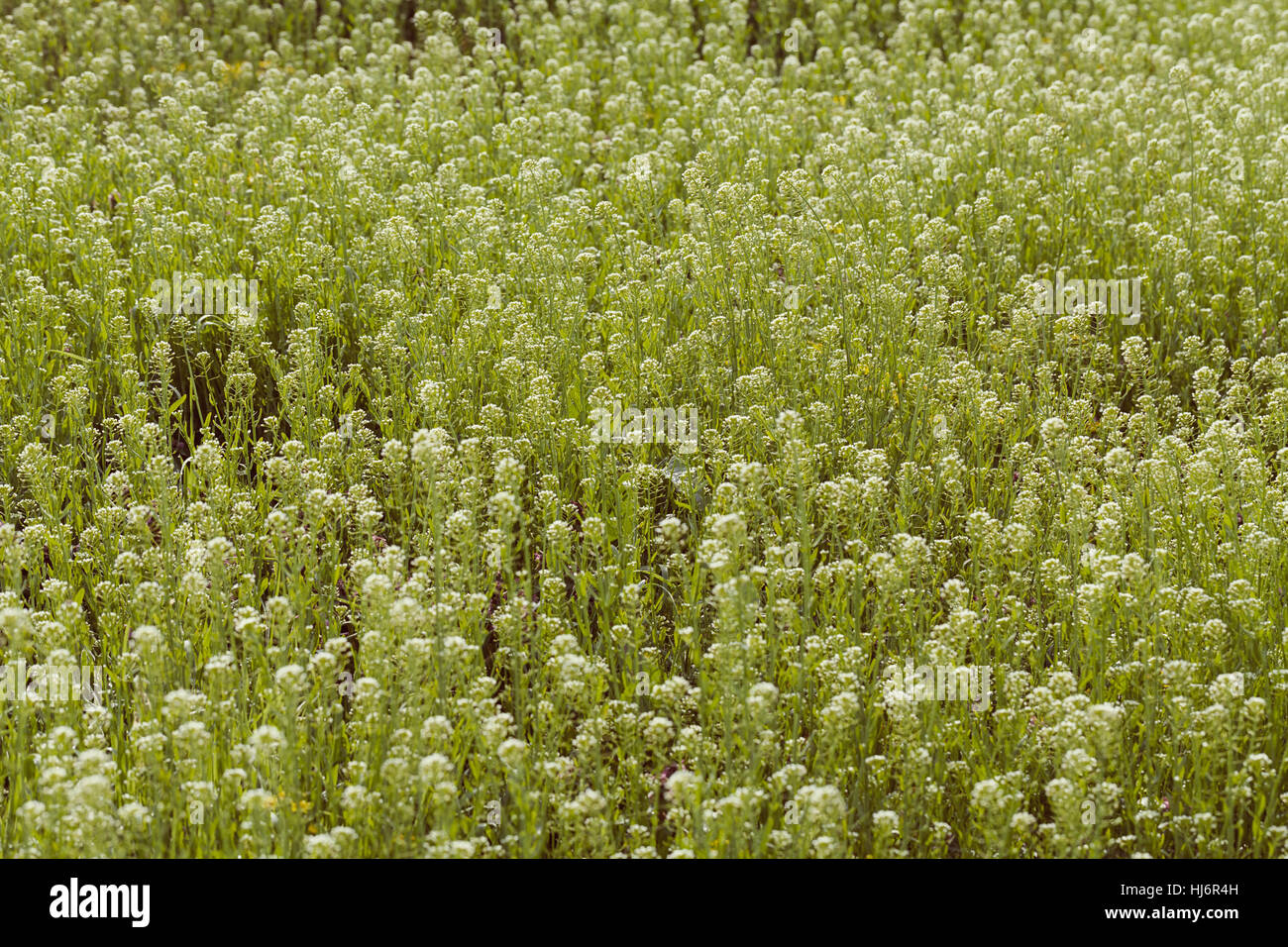 Sortes de fleurs dans la prairie, note faible profondeur de champ Banque D'Images
