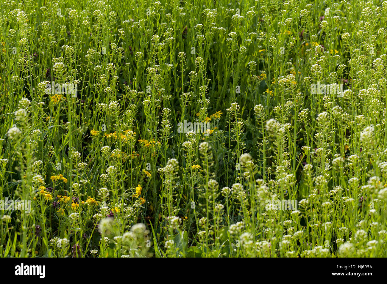 Sortes de fleurs dans la prairie, note faible profondeur de champ Banque D'Images