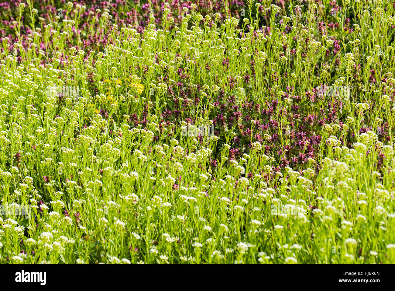 Sortes de fleurs dans la prairie, note faible profondeur de champ Banque D'Images