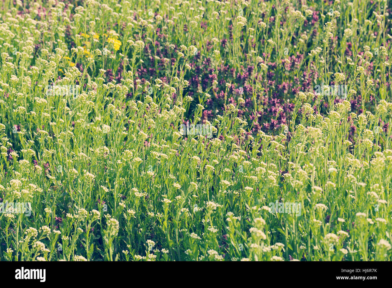 Sortes de fleurs dans la prairie, note faible profondeur de champ Banque D'Images