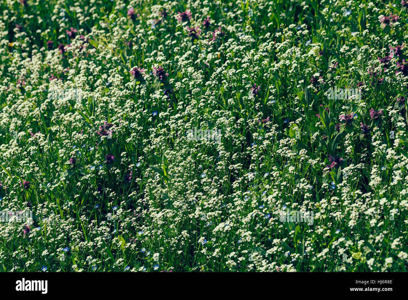 Sortes de fleurs dans la prairie, note faible profondeur de champ Banque D'Images