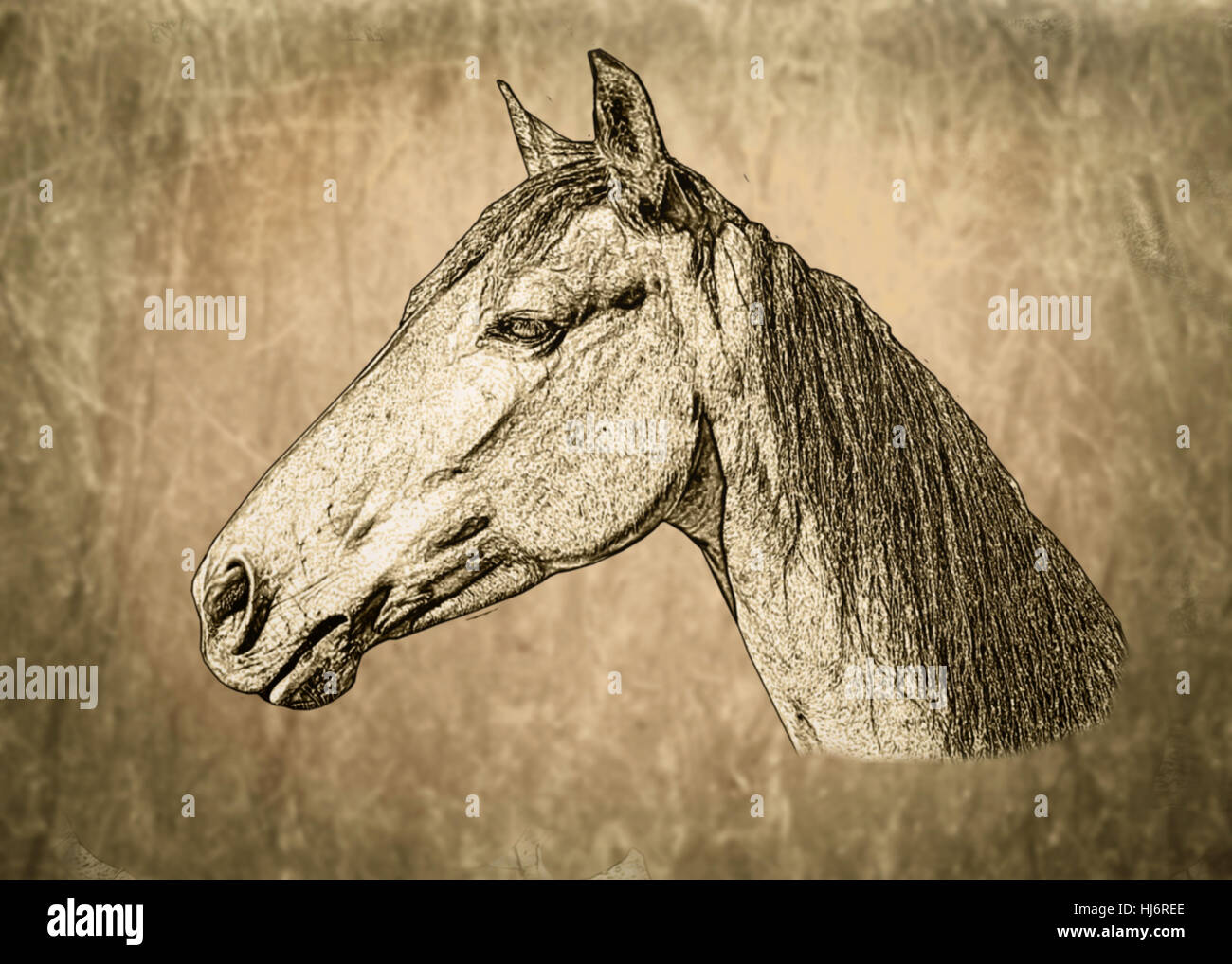 Horse, sépia, illustration, poney, copie, imitation, clichés, modèle, Banque D'Images