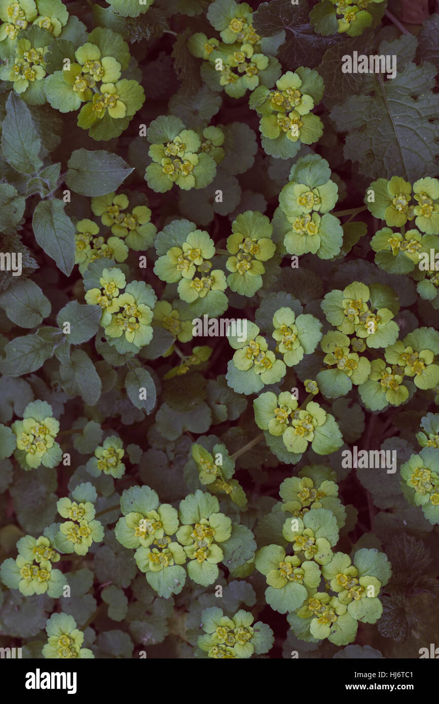 L'herbe verte sauvage-comme des fleurs, remarque profondeur de champ Banque D'Images