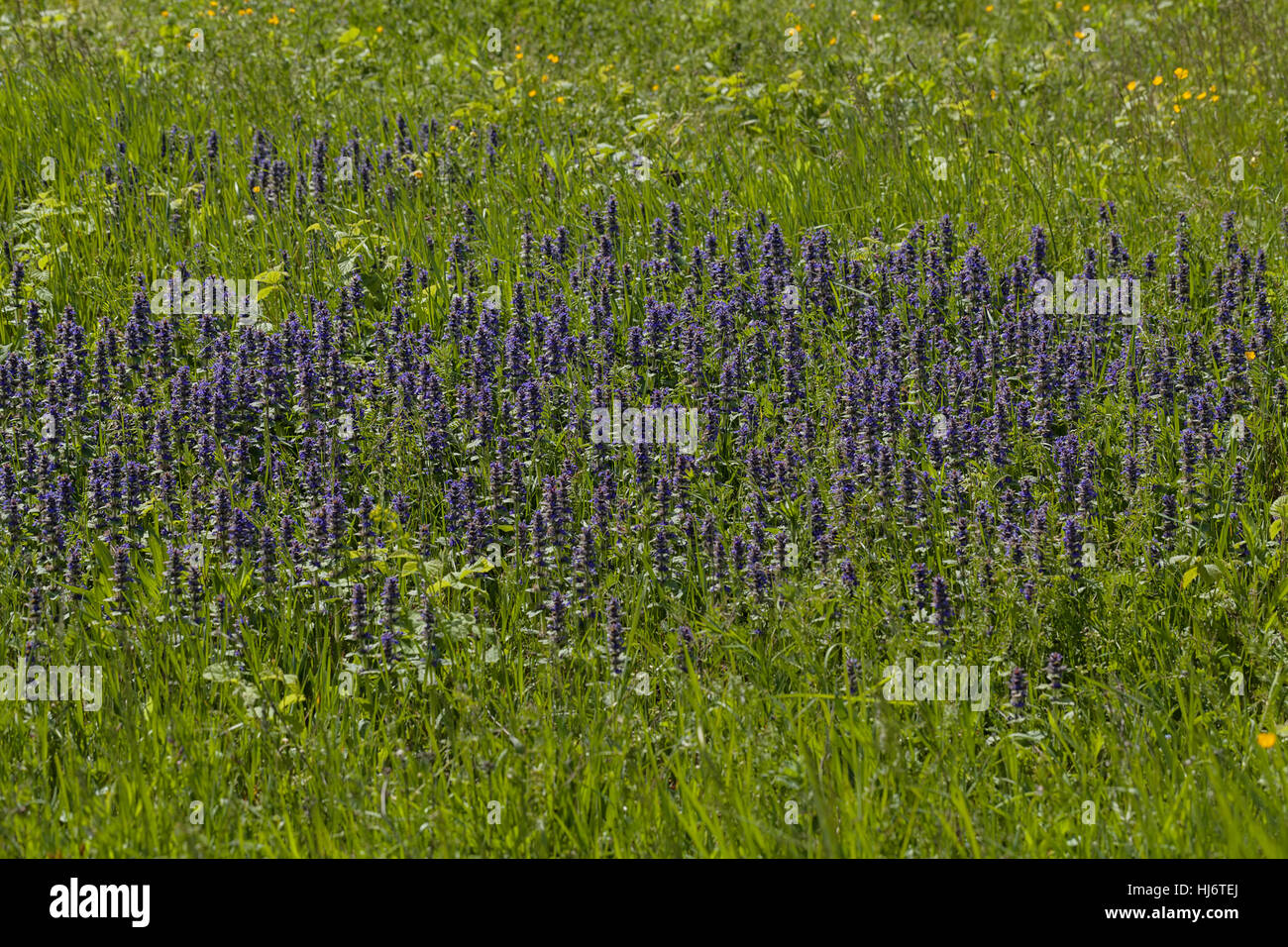 Des herbes sauvages et des fleurs sur le terrain, note faible profondeur de champ Banque D'Images