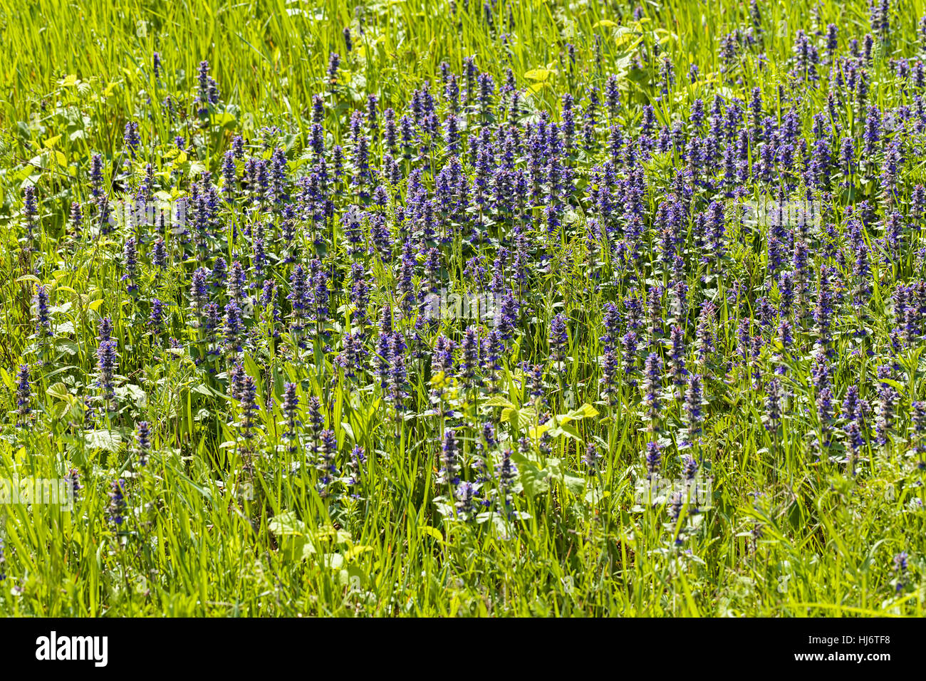 Des herbes sauvages et des fleurs sur le terrain, note faible profondeur de champ Banque D'Images