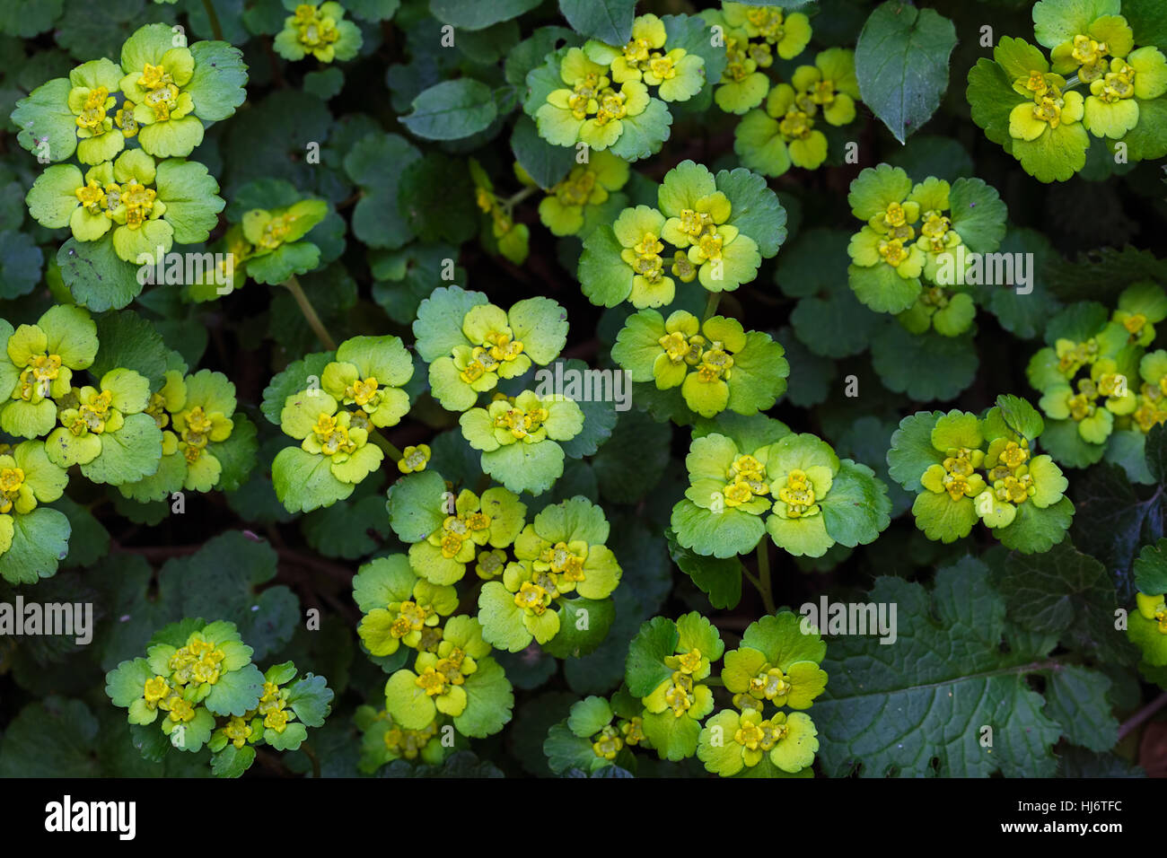 L'herbe verte sauvage-comme des fleurs, remarque profondeur de champ Banque D'Images