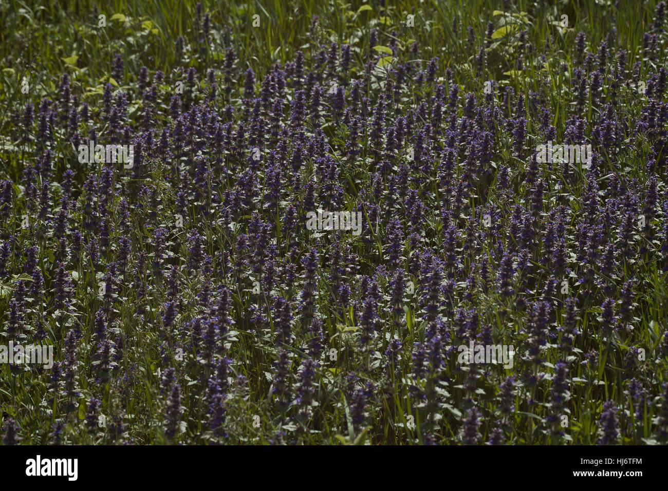 Des herbes sauvages et des fleurs sur le terrain, note faible profondeur de champ Banque D'Images