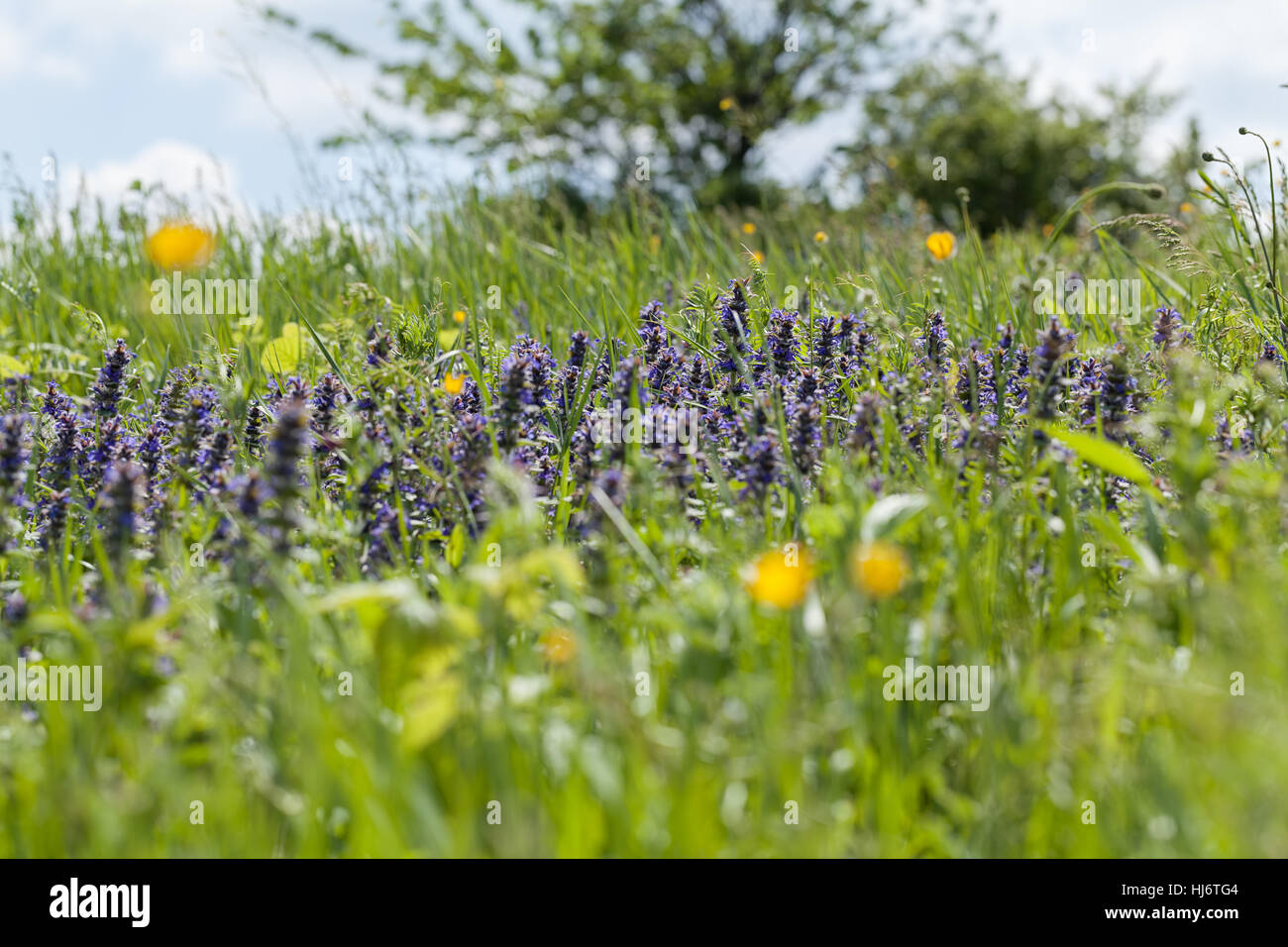 Des herbes sauvages et des fleurs sur le terrain, note faible profondeur de champ Banque D'Images
