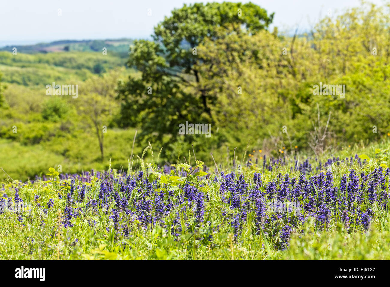 Des herbes sauvages et des fleurs sur le terrain, note faible profondeur de champ Banque D'Images