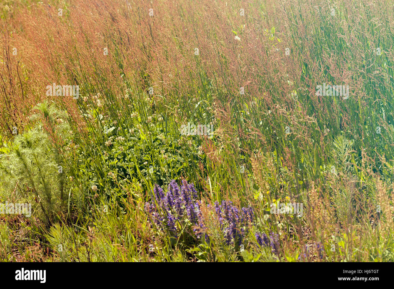 Des herbes sauvages et des fleurs sur le terrain, note faible profondeur de champ Banque D'Images