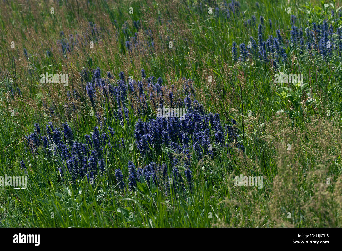 Des herbes sauvages et des fleurs sur le terrain, note faible profondeur de champ Banque D'Images