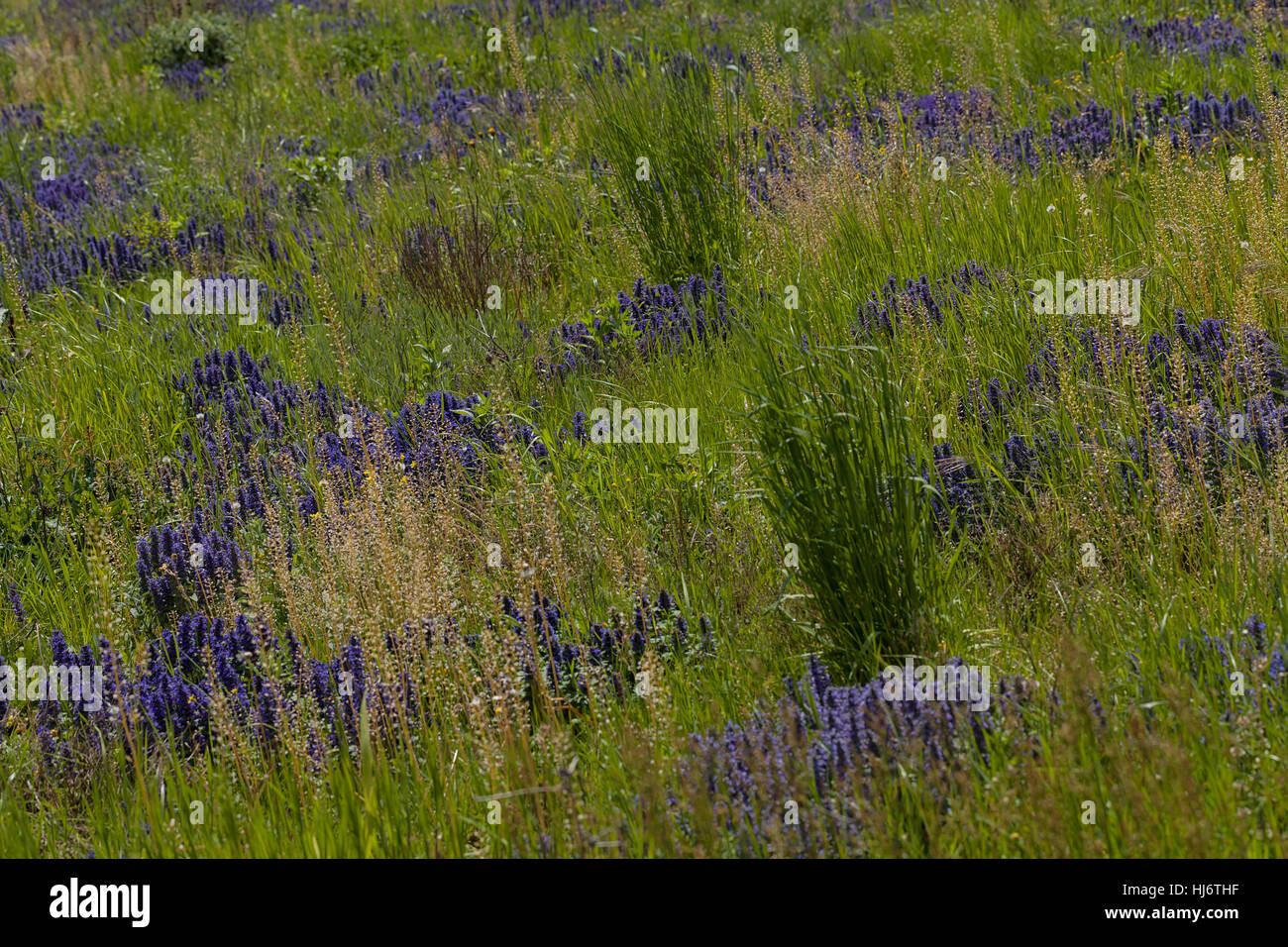 Des herbes sauvages et des fleurs sur le terrain, note faible profondeur de champ Banque D'Images