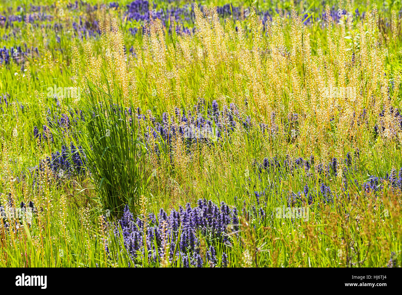 Des herbes sauvages et des fleurs sur le terrain, note faible profondeur de champ Banque D'Images