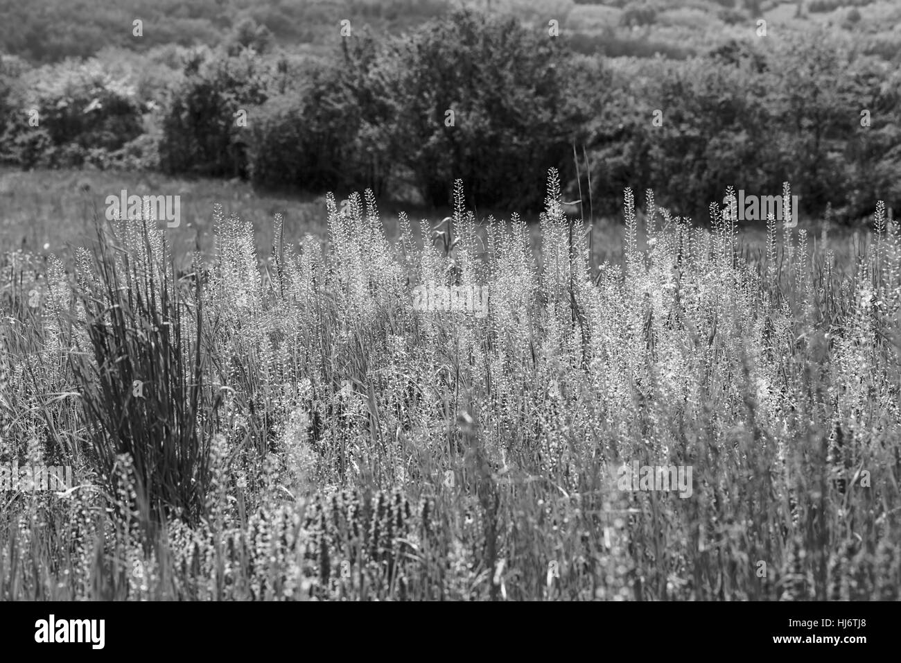 Des herbes sauvages et des fleurs sur le terrain, note faible profondeur de champ Banque D'Images