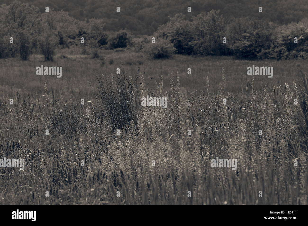 Des herbes sauvages et des fleurs sur le terrain, note faible profondeur de champ Banque D'Images