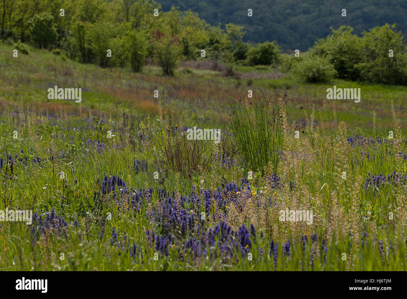 Des herbes sauvages et des fleurs sur le terrain, note faible profondeur de champ Banque D'Images